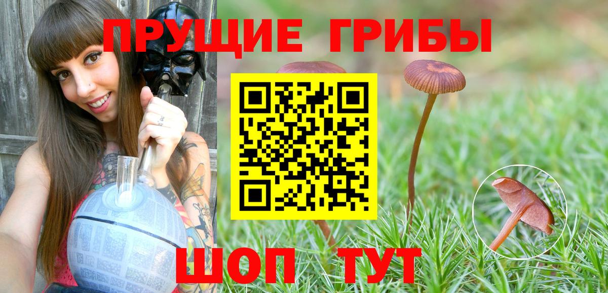Галлюциногенные грибы Psilocybe Гусь-Хрустальный